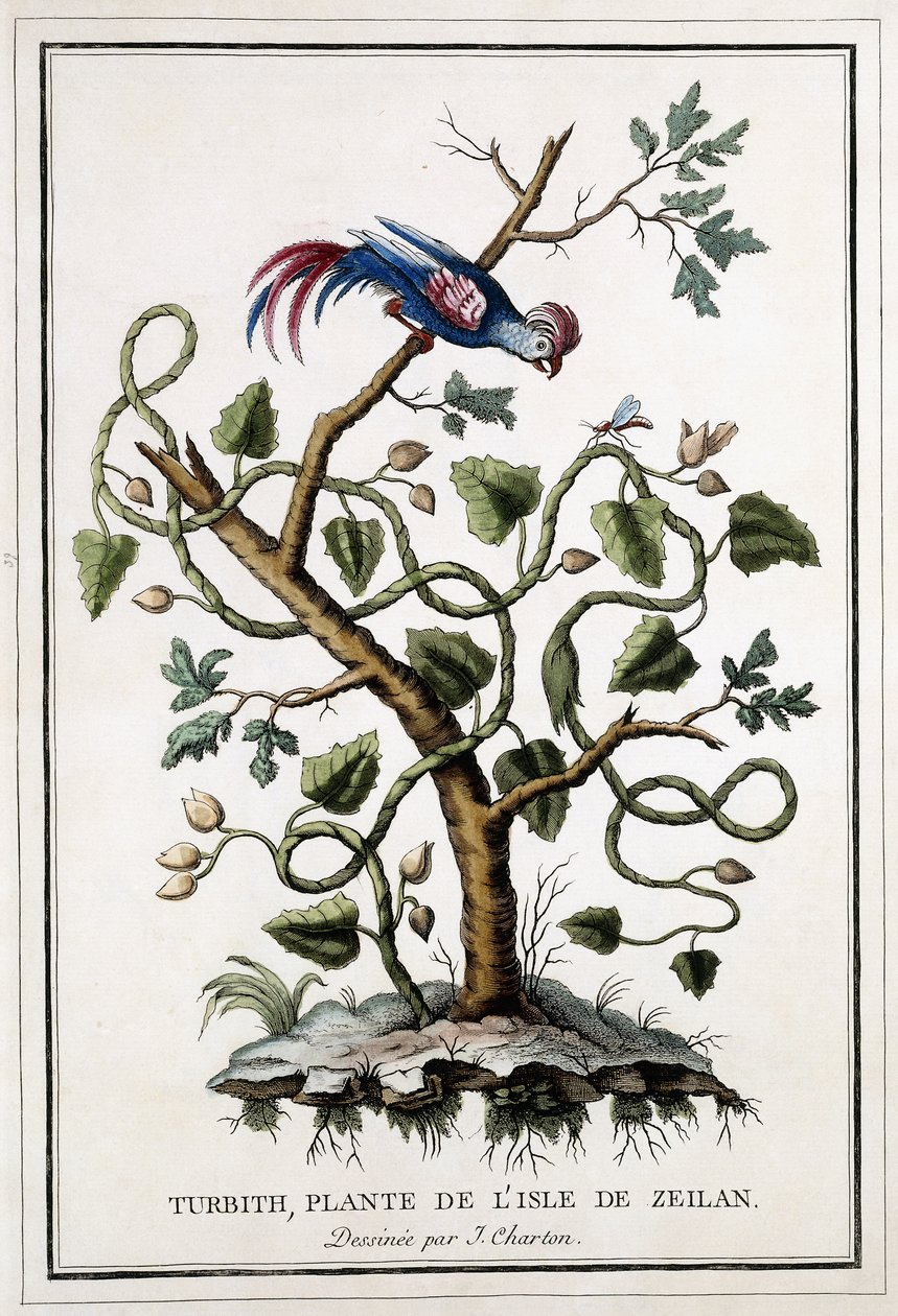 Turbith, plant of the island of Ceylon by French School