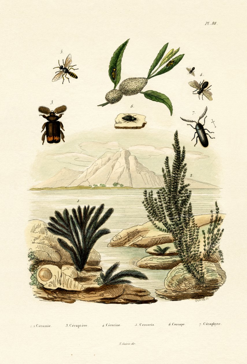 Wasp by French School