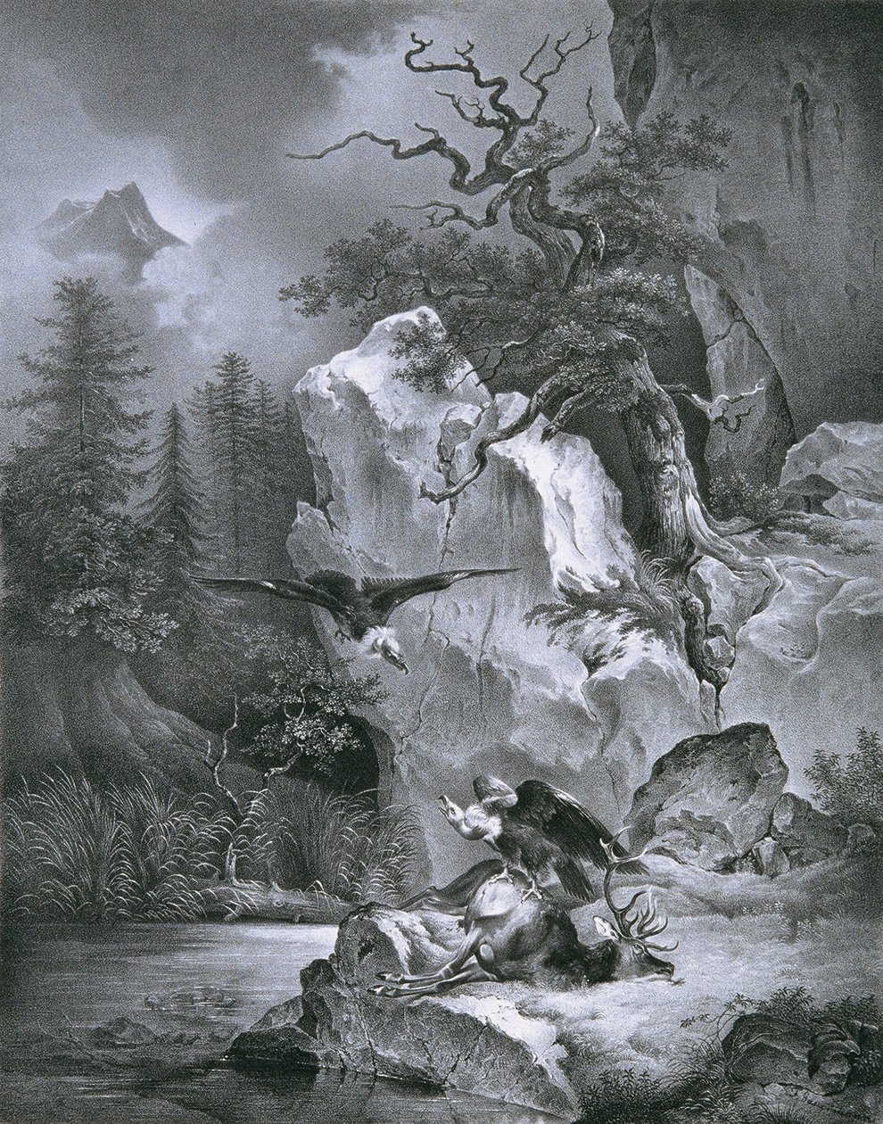 Vulture with Dead Deer by Friedrich August Mathias Gauermann