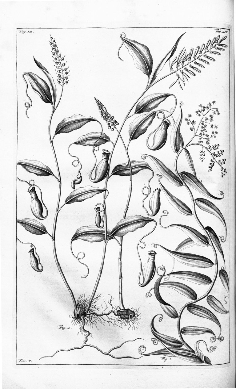 Cantharifera and Flagellaria indica from Herbarium amboinense by G.E. Rumphius