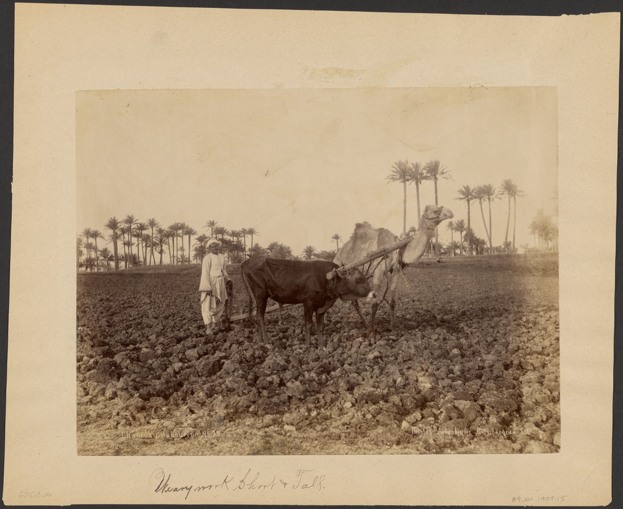 Camel Ploughman by G. Lekegian