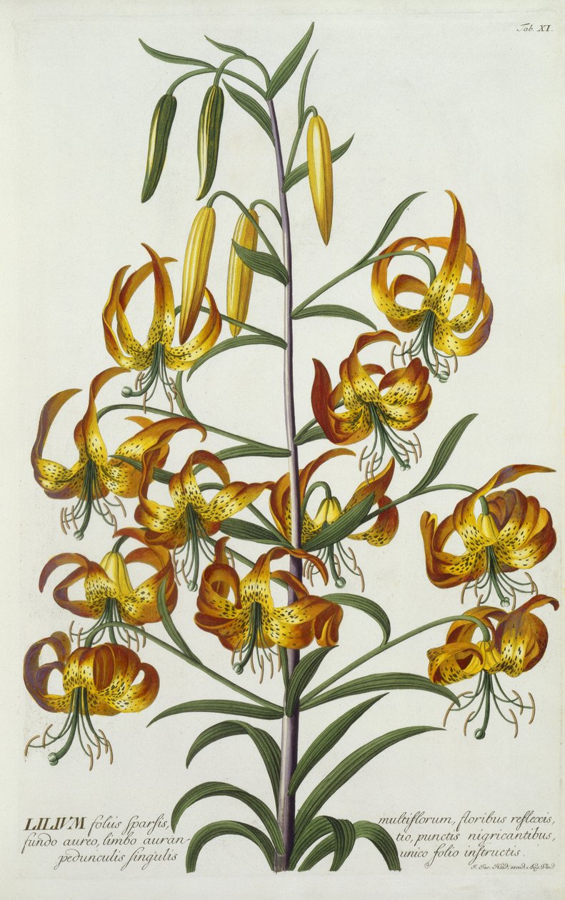 American Turkscap Lily, c.1740 by Georg Dionysius Ehret