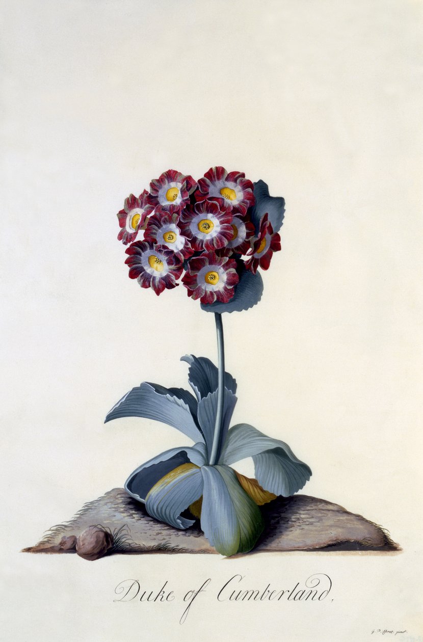 Auricula Duke of Cumberland c.1743 by Georg Dionysius Ehret