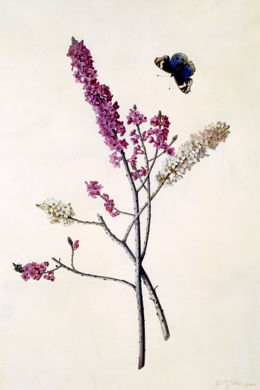 Daphne Mezereum with Butterfly, c.1740 by Georg Dionysius Ehret