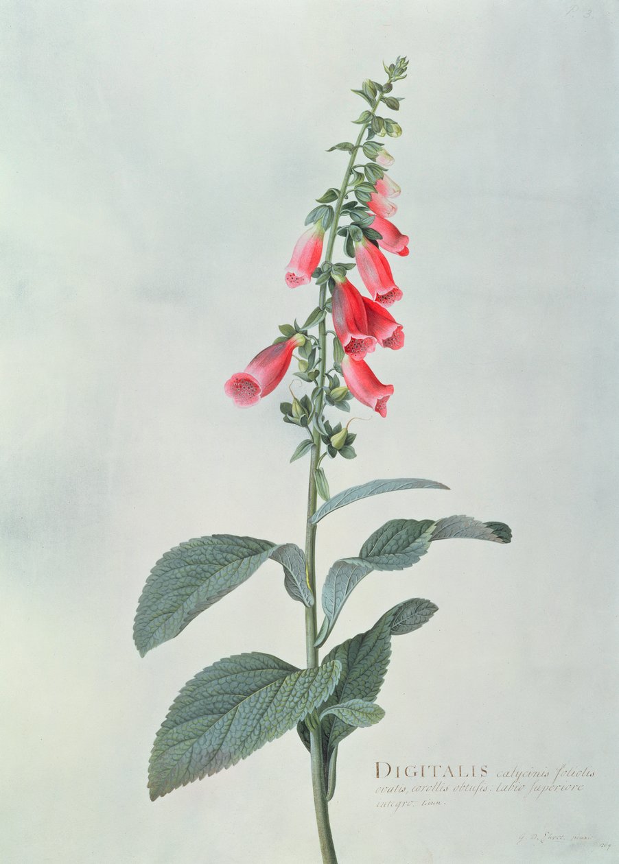 Digitalis purpurea (Foxglove) by Georg Dionysius Ehret