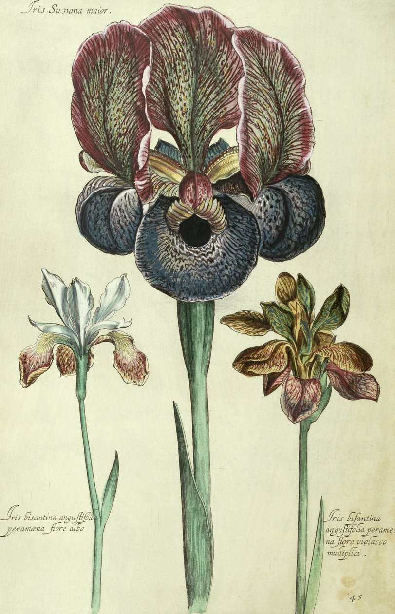 Iris susiana major and Iris bisantina angustifolia by Georg Dionysius Ehret
