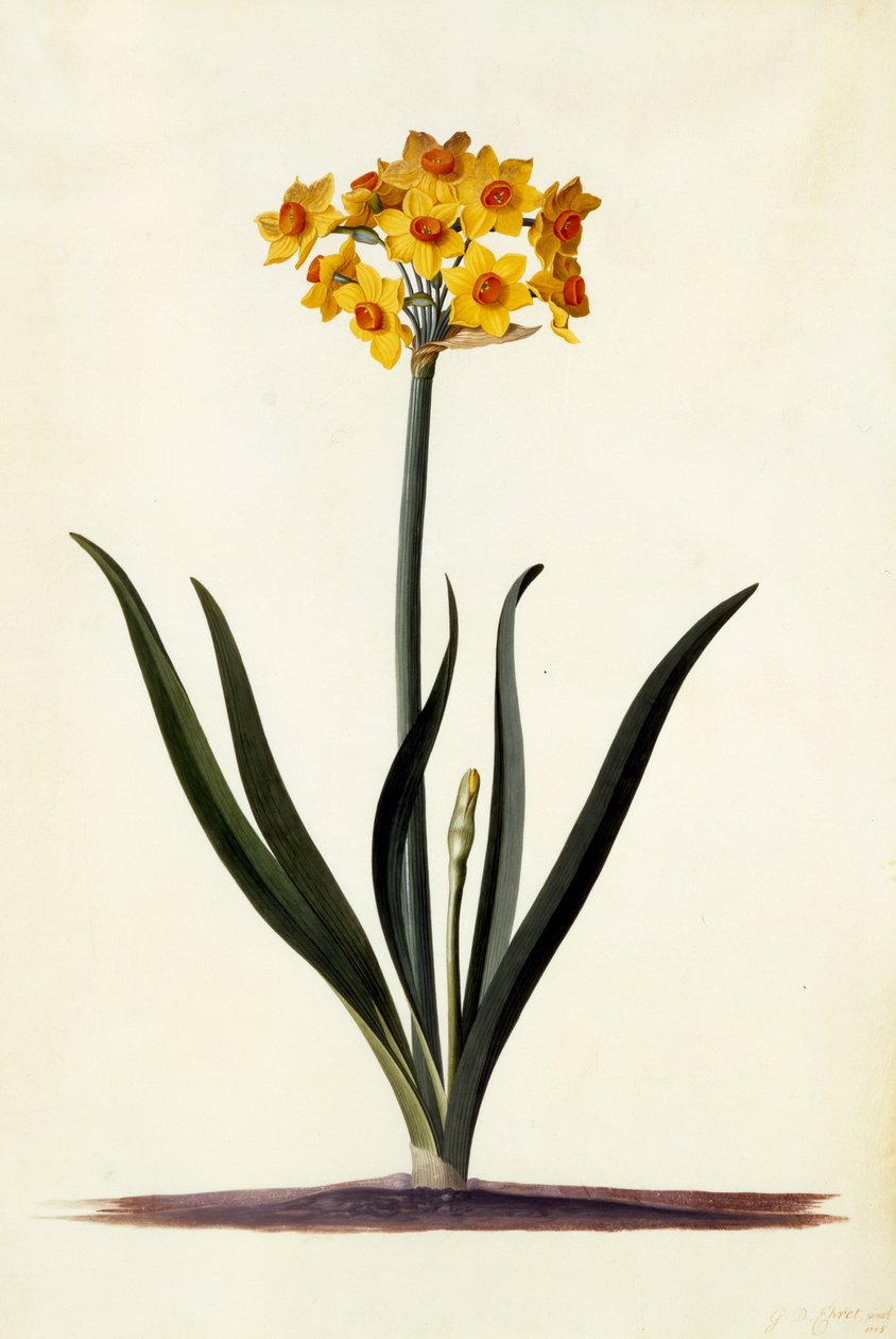 Narcissus by Georg Dionysius Ehret