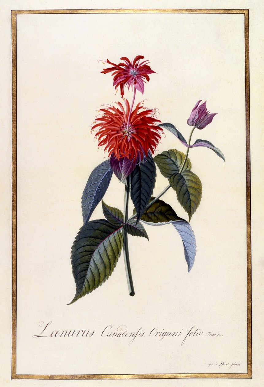 Oswego Tea Plant, c.1740 by Georg Dionysius Ehret
