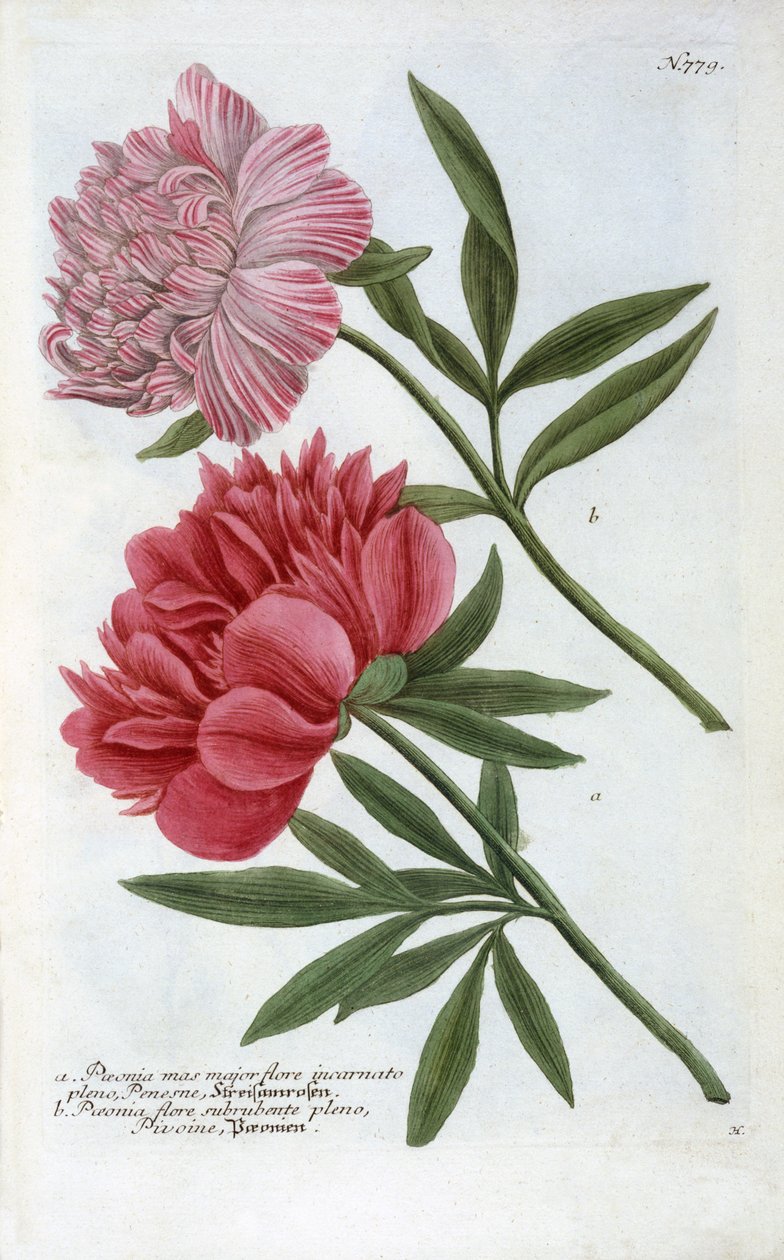 Paeonia from Johann Wilhelm Weinmann