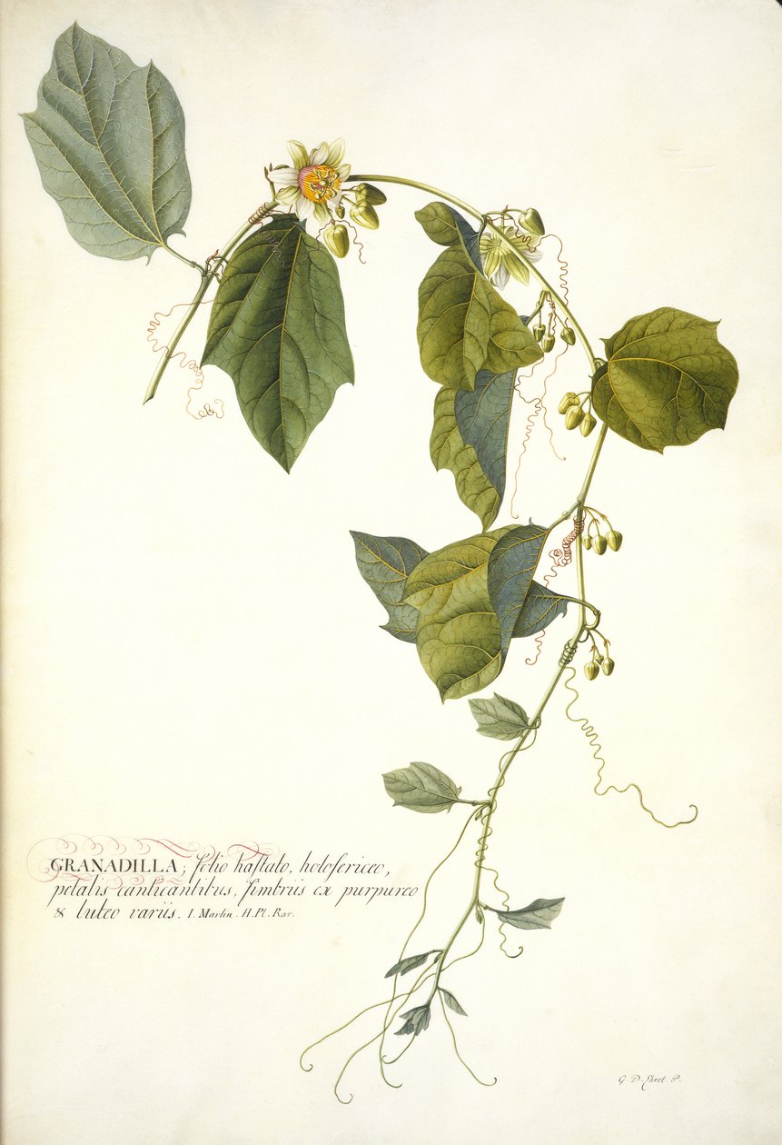 Passiflora holosericea (Passion Flower) by Georg Dionysius Ehret
