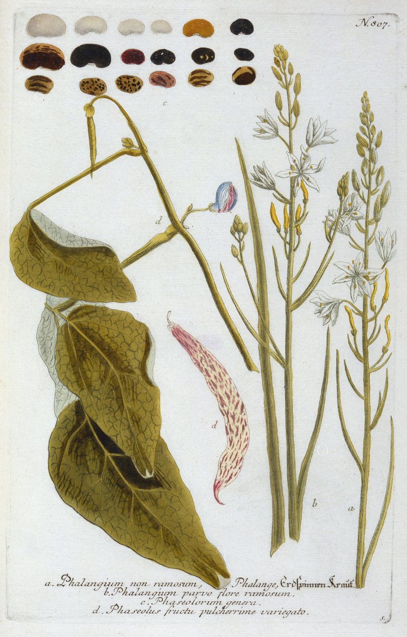 Phalangium from Johann Wilhelm Weinmann