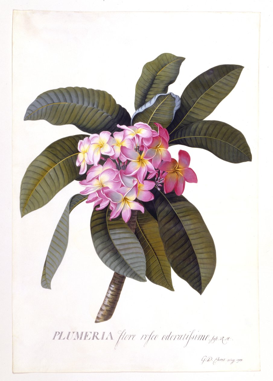 Plumeria, c.1744 by Georg Dionysius Ehret