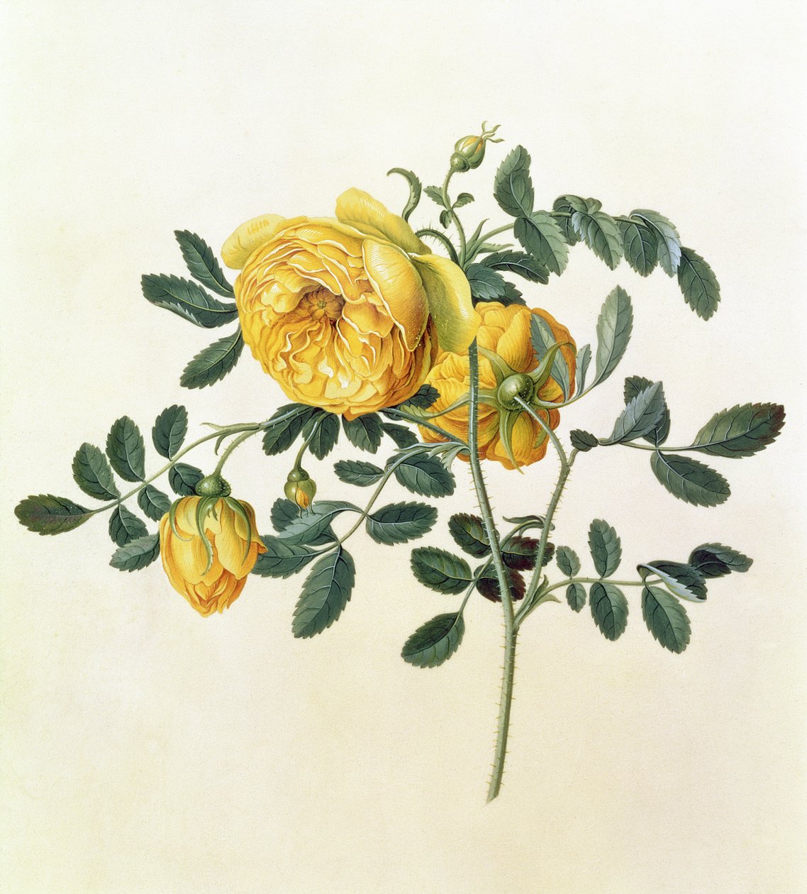Rosa Hemispherica by Georg Dionysius Ehret