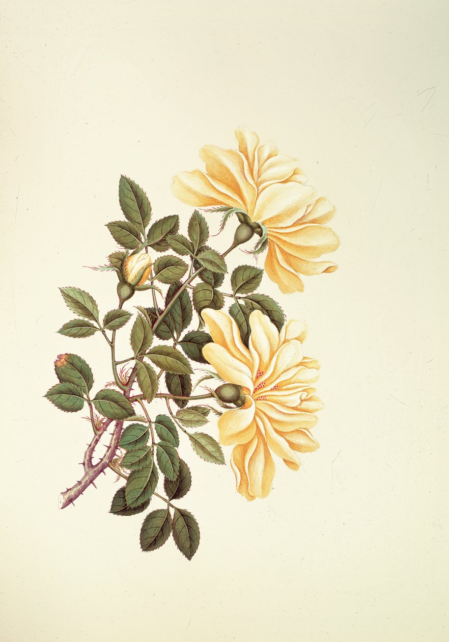 Rose: Chinese by Georg Dionysius Ehret