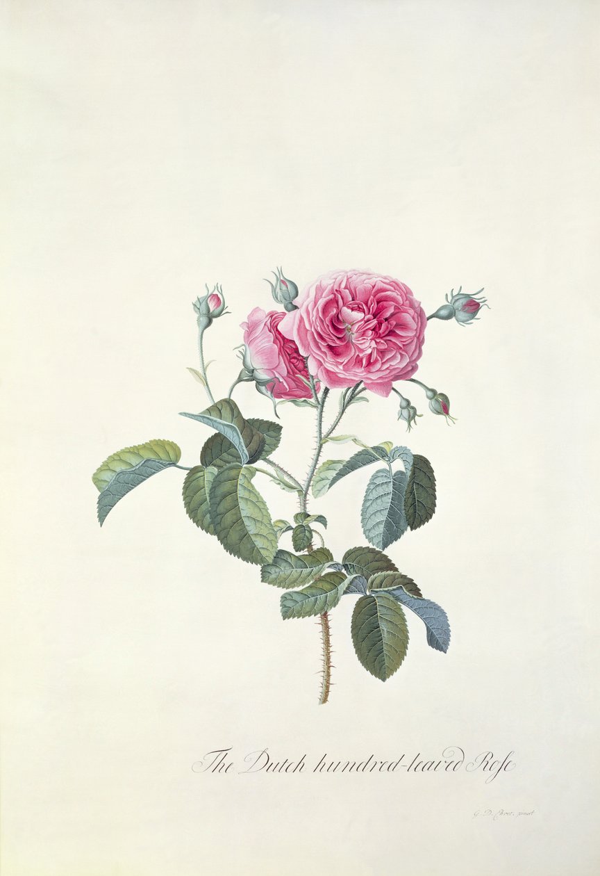 Rose: Dutch Hundred-leaved Rose by Georg Dionysius Ehret