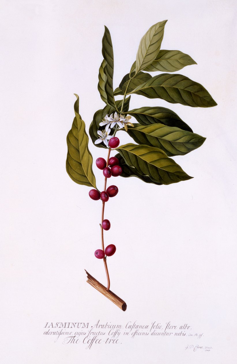 The Coffee Tree by Georg Dionysius Ehret