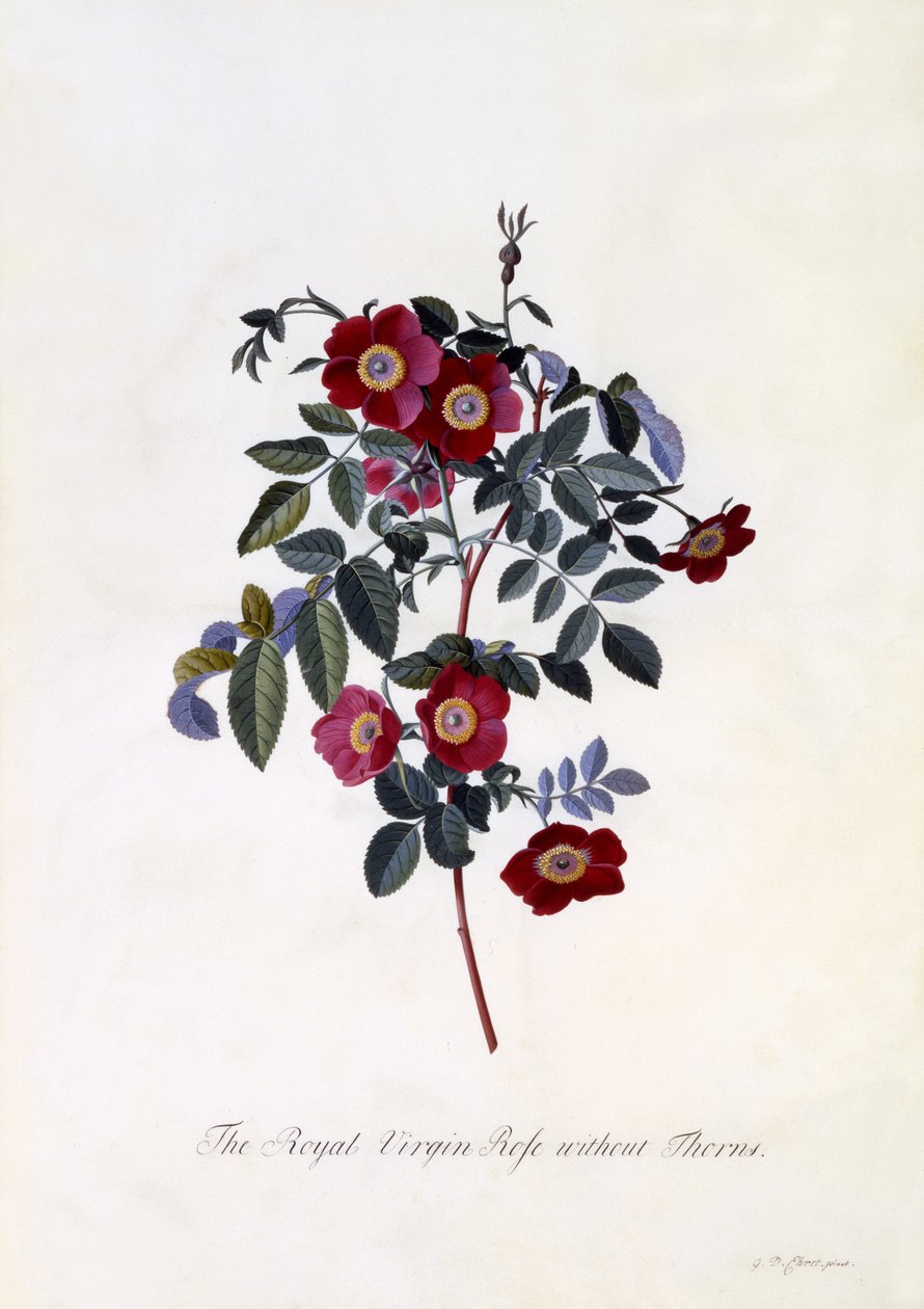 The Royal Virgin Rose Without Thorns by Georg Dionysius Ehret