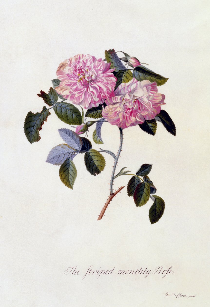 The Striped Monthly Rose, c.1745 by Georg Dionysius Ehret
