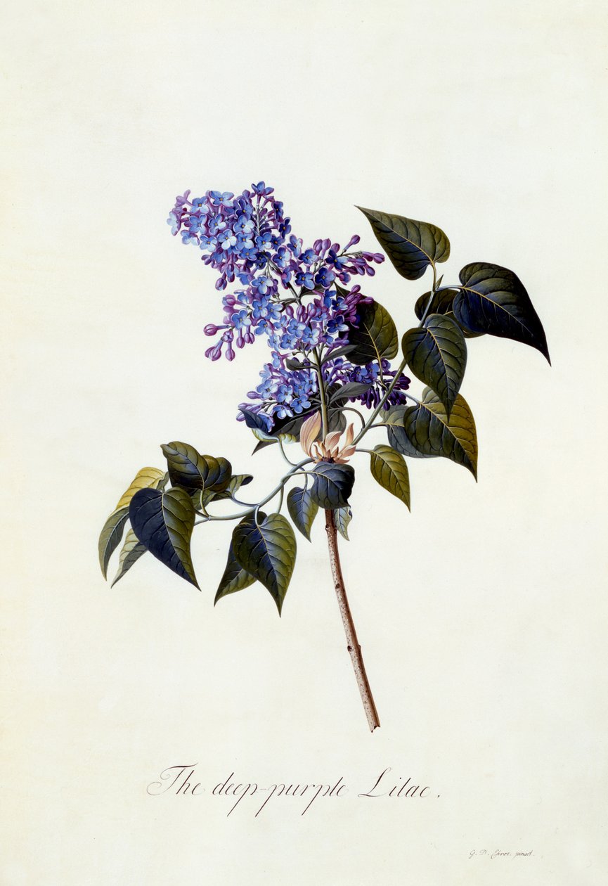 The Deep-Purple Lilac, c.1743 by Georg Dionysius Ehret