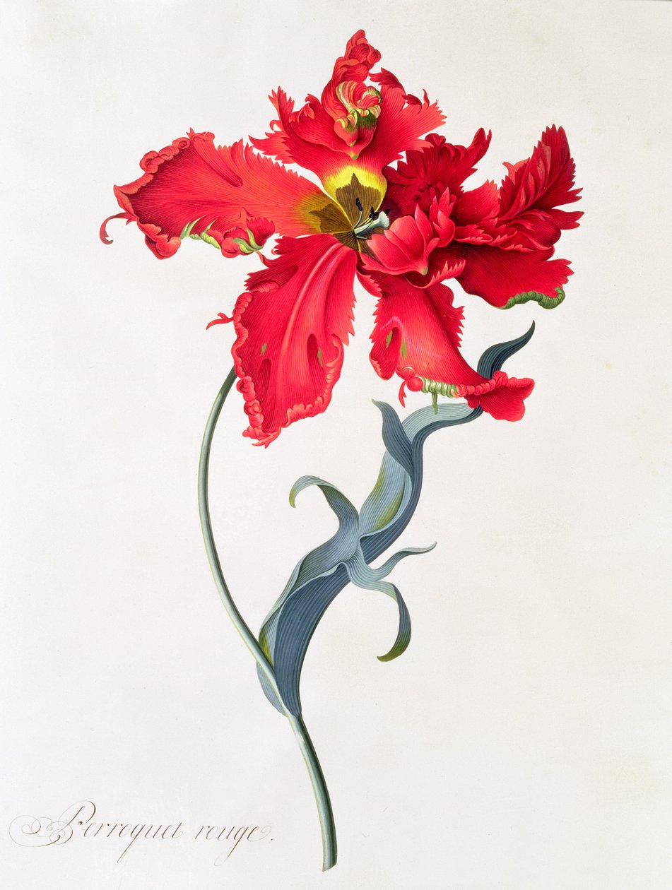 Tulip: Perroquet Rouge by Georg Dionysius Ehret