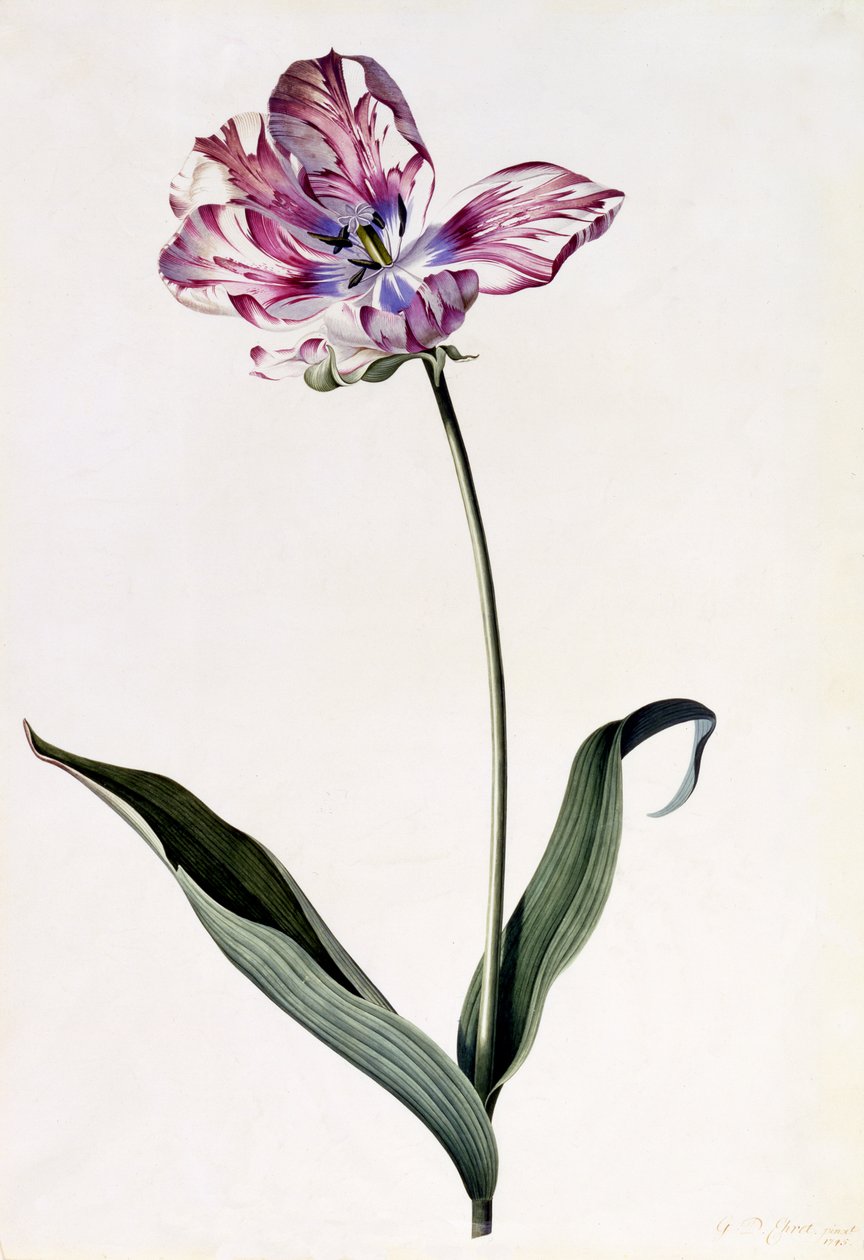 Tulip by Georg Dionysius Ehret