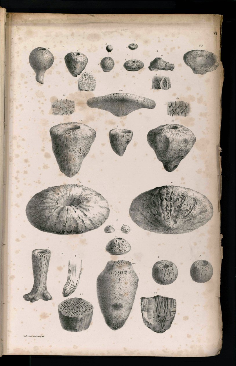 Plate 006 by Georg August Goldfuß