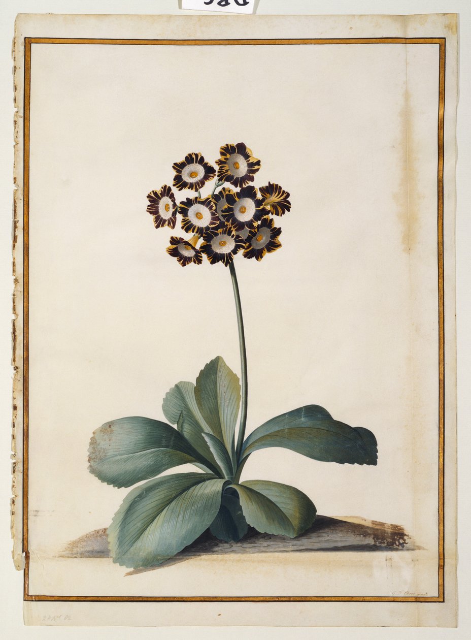 A Purple Variegated Auricula by Georg Dionysius Ehret
