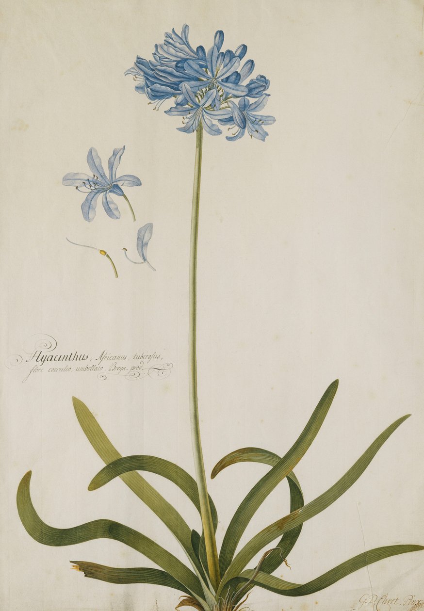 Agapanthus by Georg Dionysius Ehret