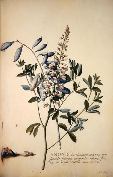 Anonis or Rest Harrow by Georg Dionysius Ehret