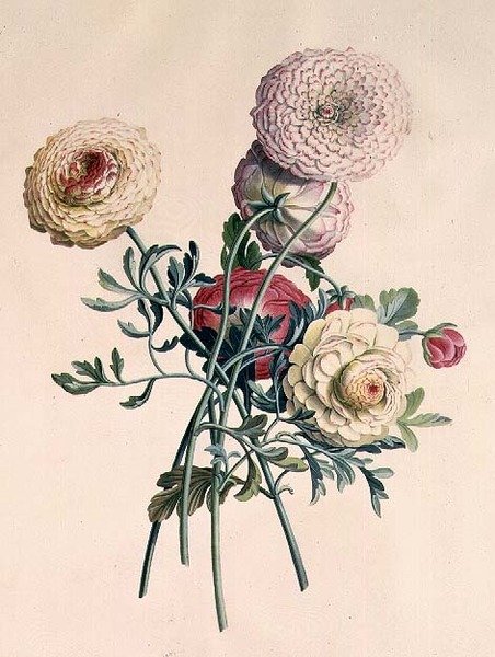 Asters by Georg Dionysius Ehret