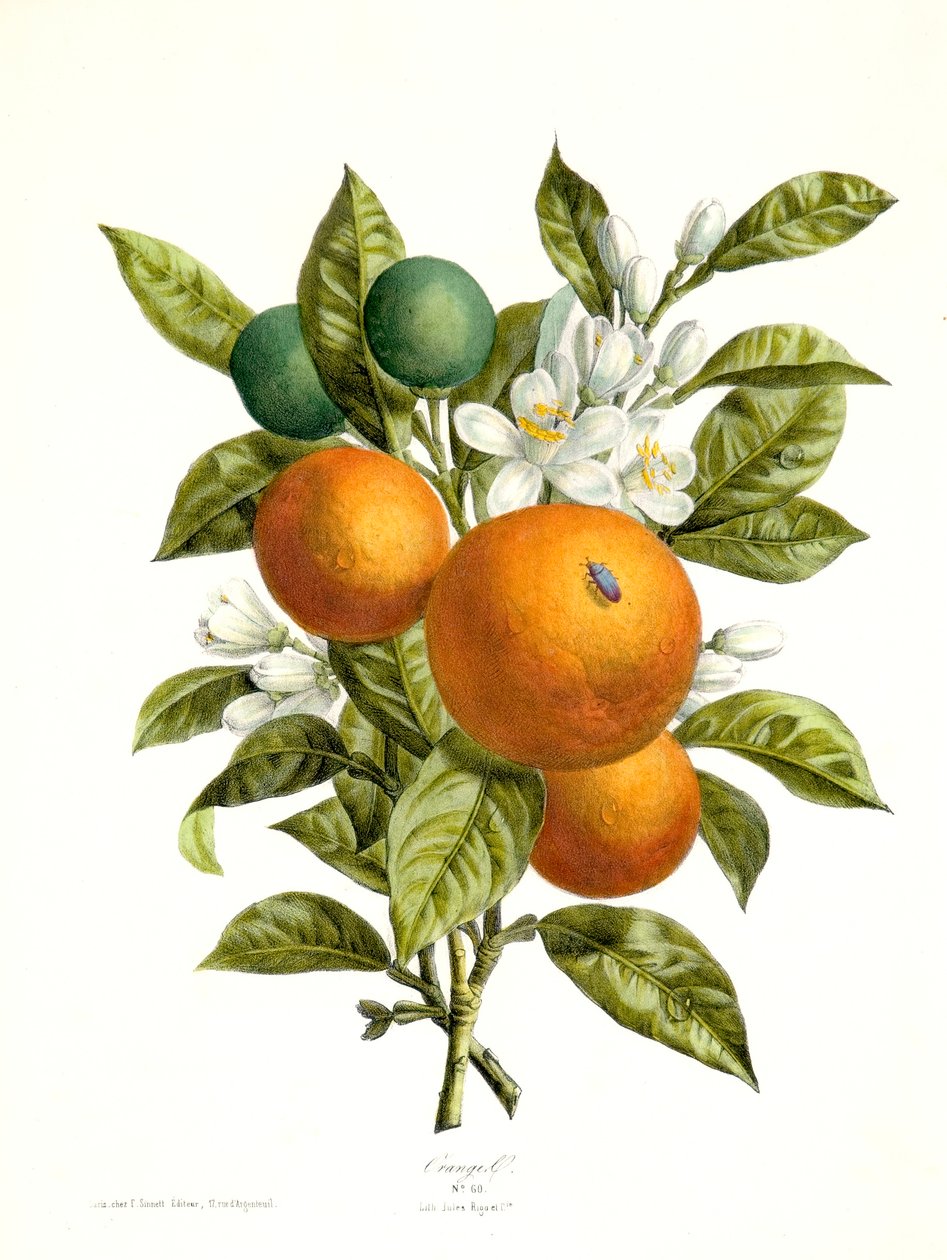Citrus aurantiacus Orange by Georg Dionysius Ehret