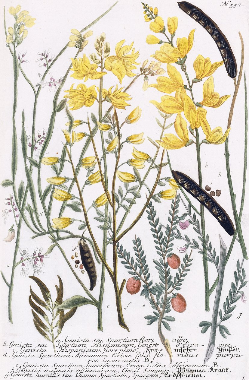 Genista by Georg Dionysius Ehret