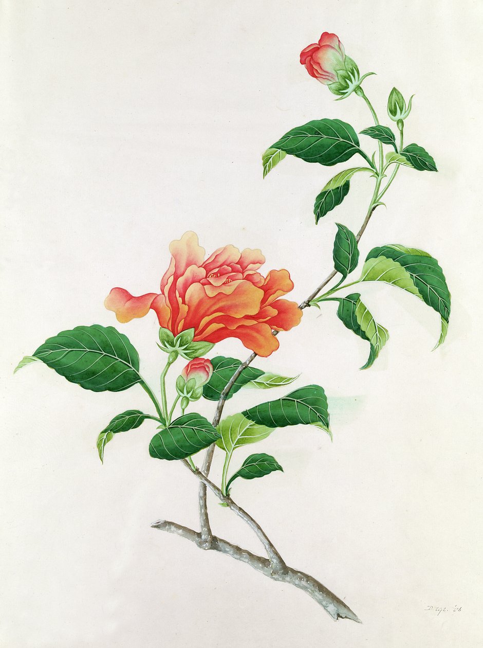Hibiscus by Georg Dionysius Ehret