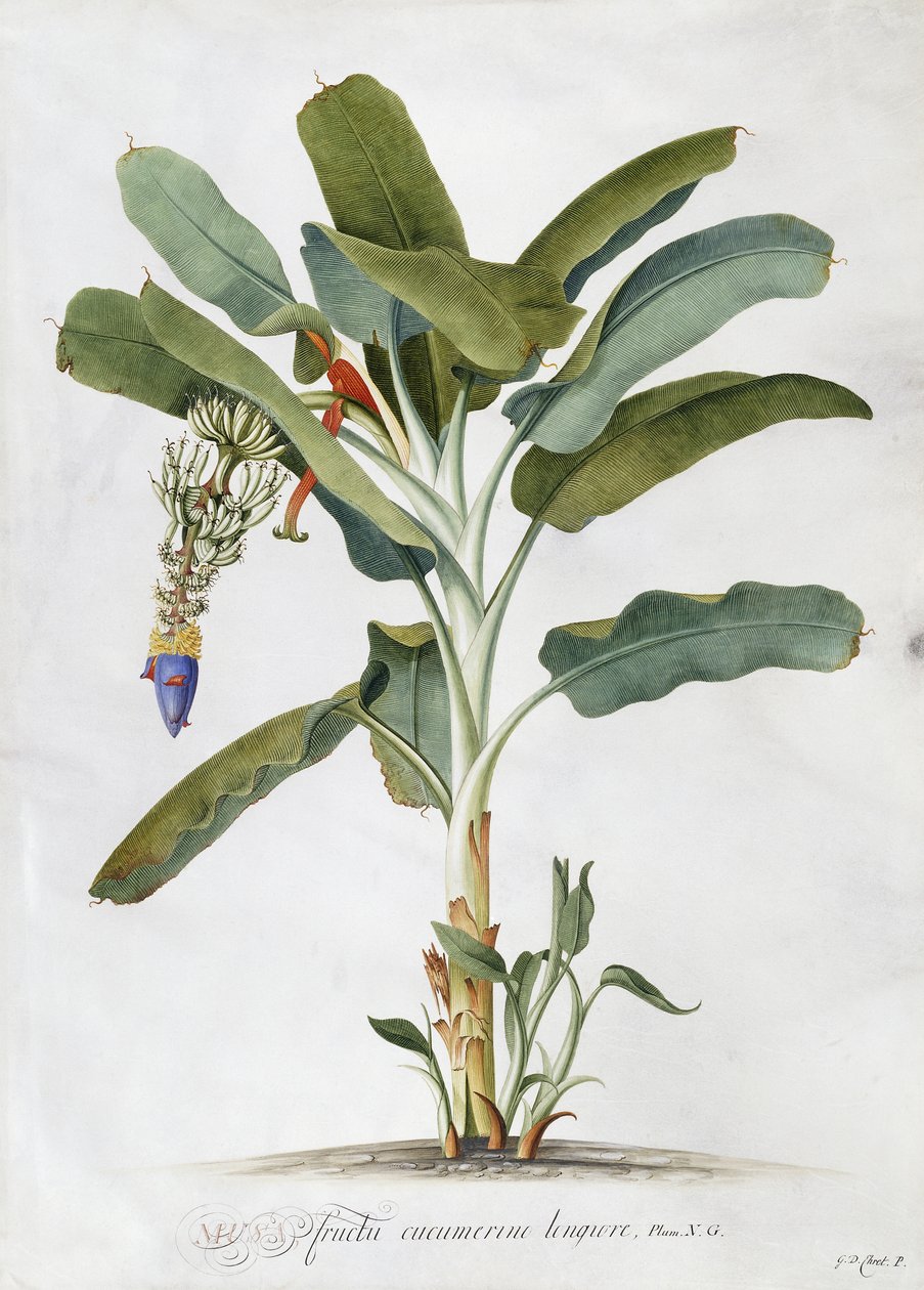 Musa by Georg Dionysius Ehret