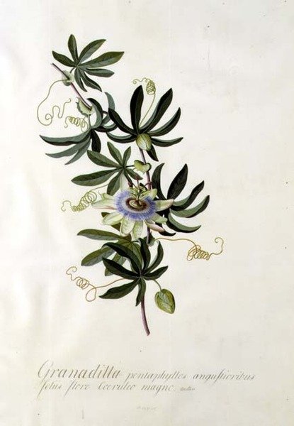 Passion Flower by Georg Dionysius Ehret
