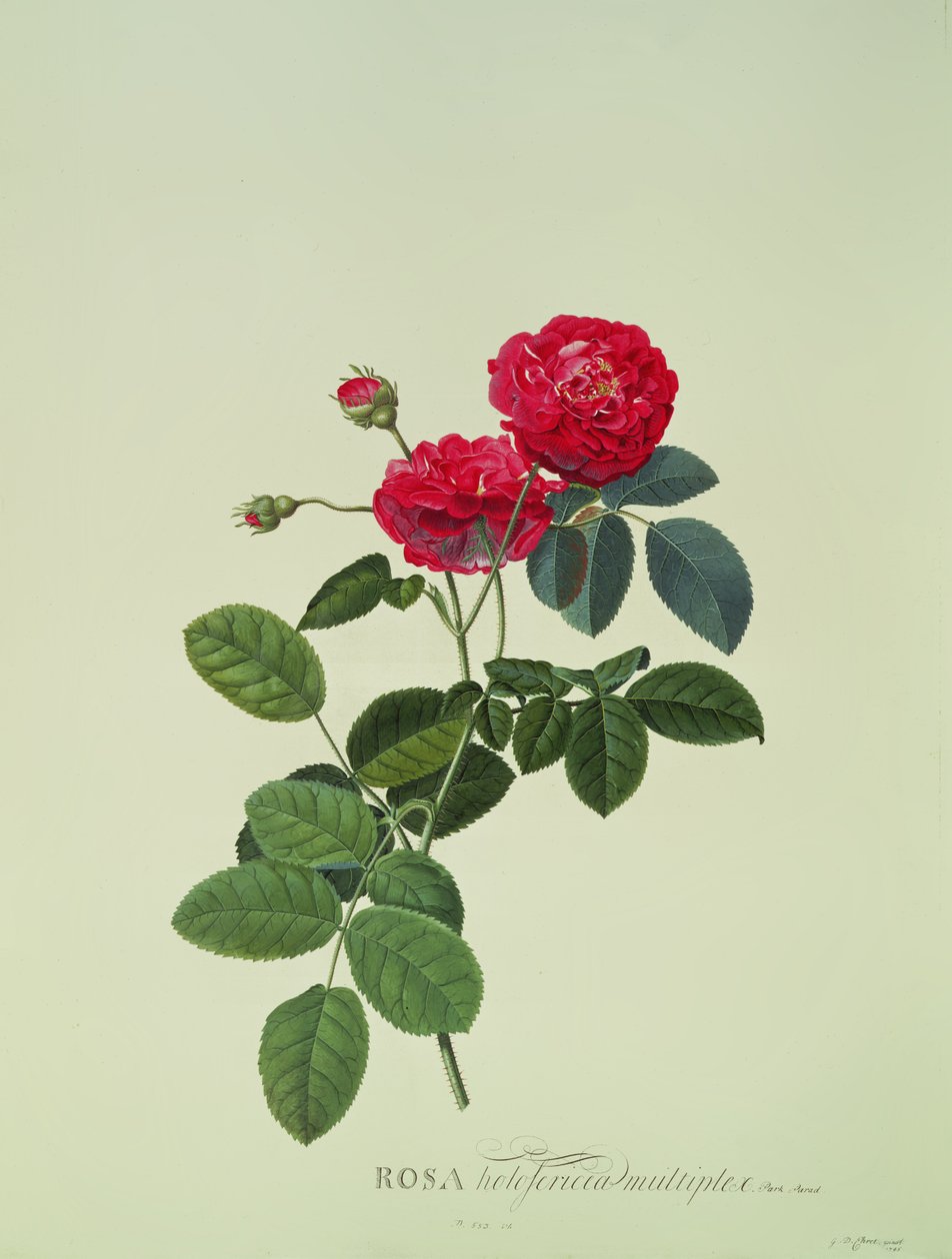 Rosa: Holoferica multiplex (Park Parade) by Georg Dionysius Ehret