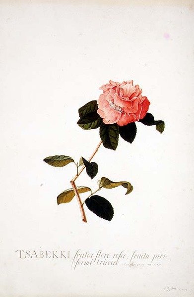 Rosa Tsabekki by Georg Dionysius Ehret