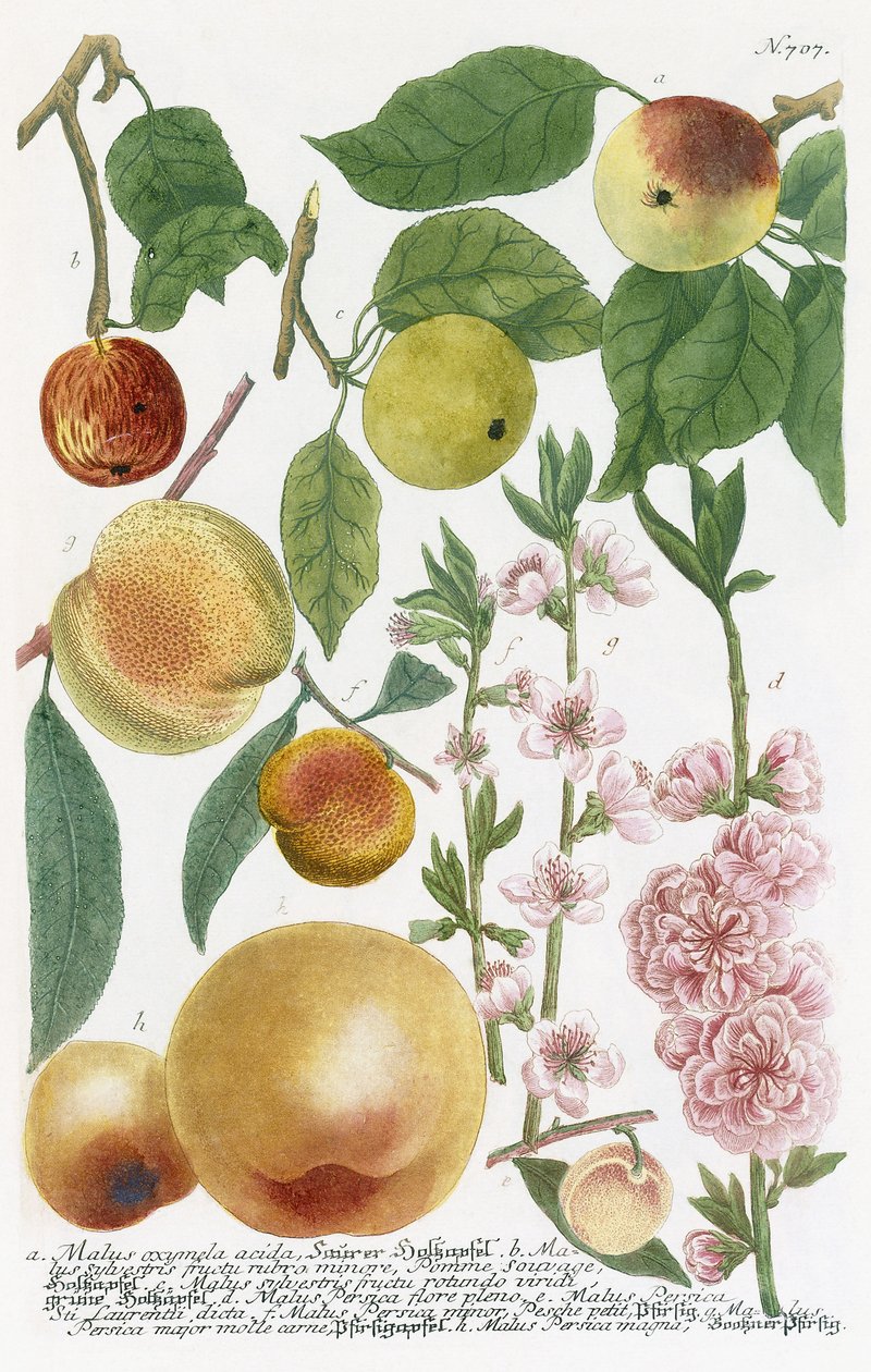 Various Apples by Georg Dionysius Ehret