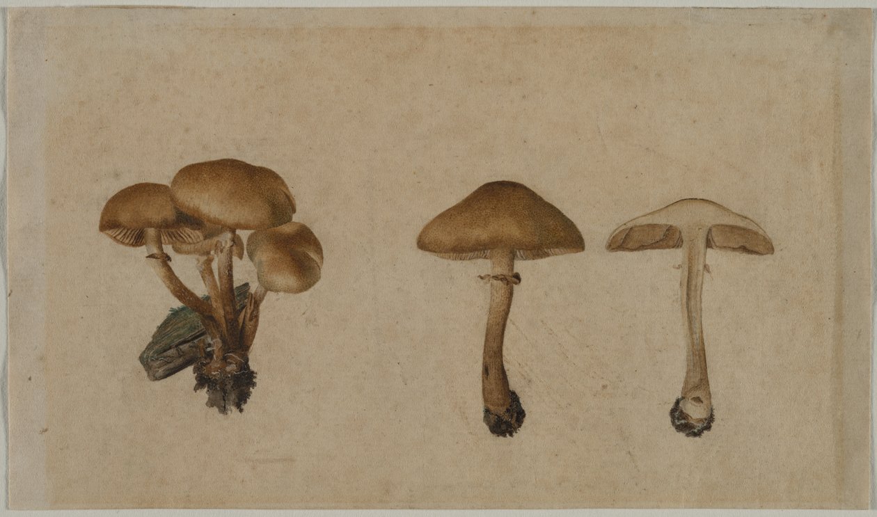 Mushrooms by Georg Wilhelm Baurenfeind