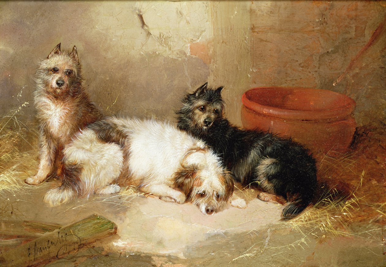 Three Terriers by George Armfield