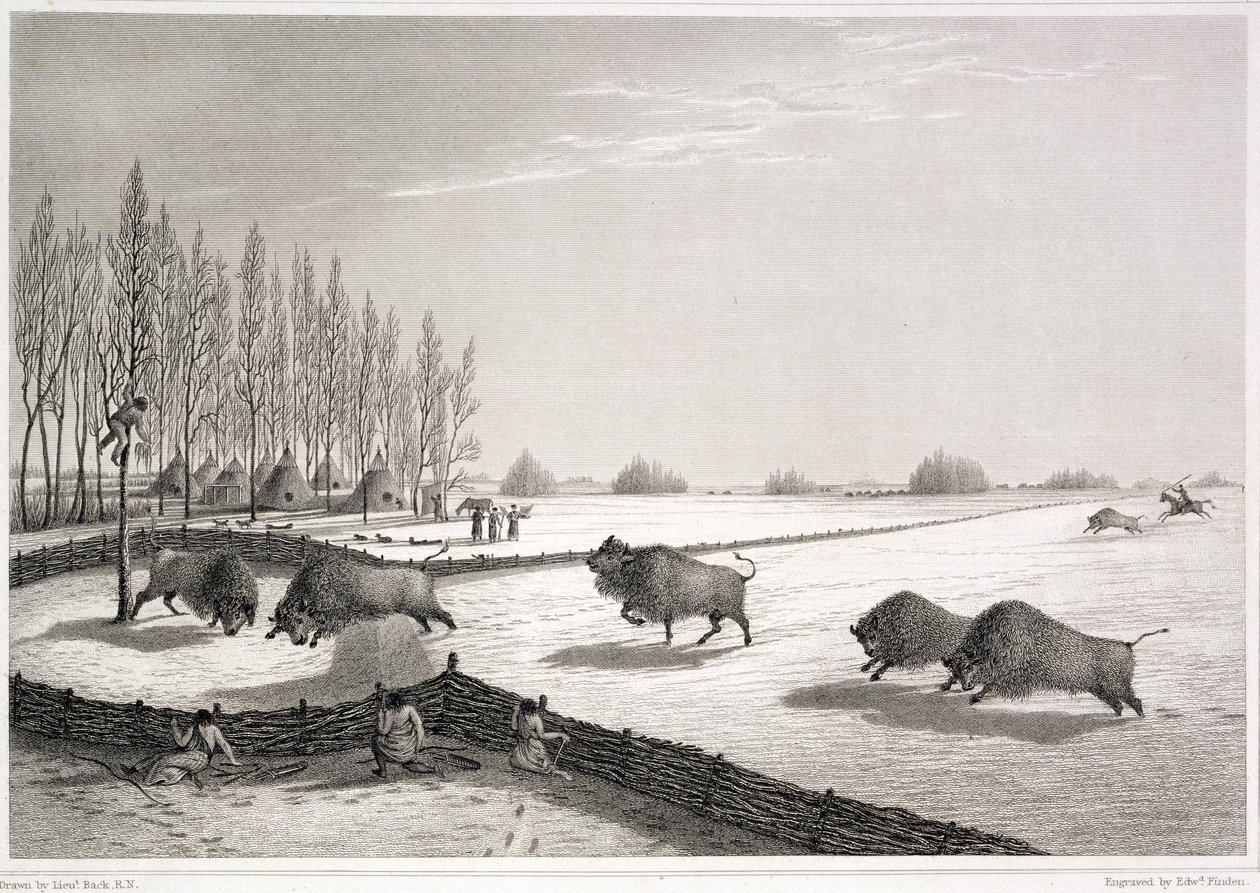 A Buffalo Pound, from 