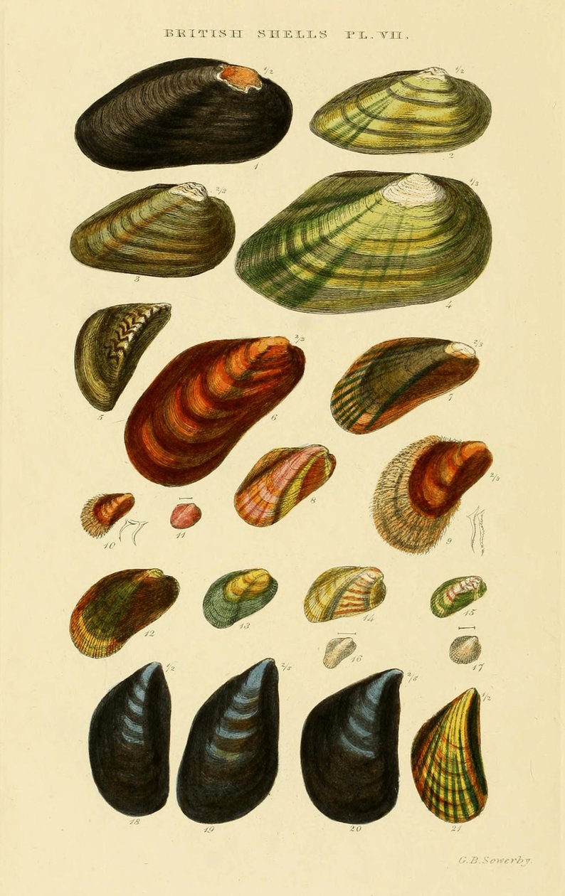 Illustrated Index of British Shells by George Brettingham Sowerby