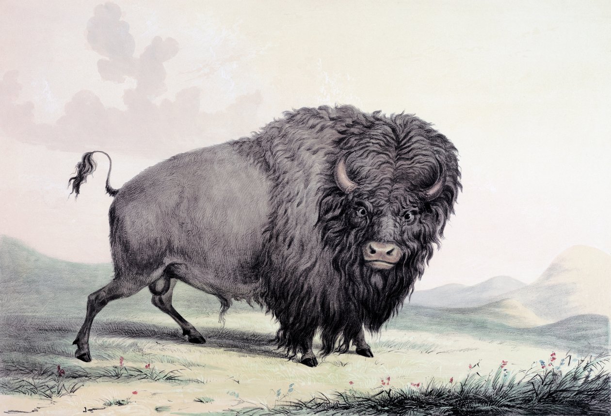 A Buffalo bull grazing by George Catlin