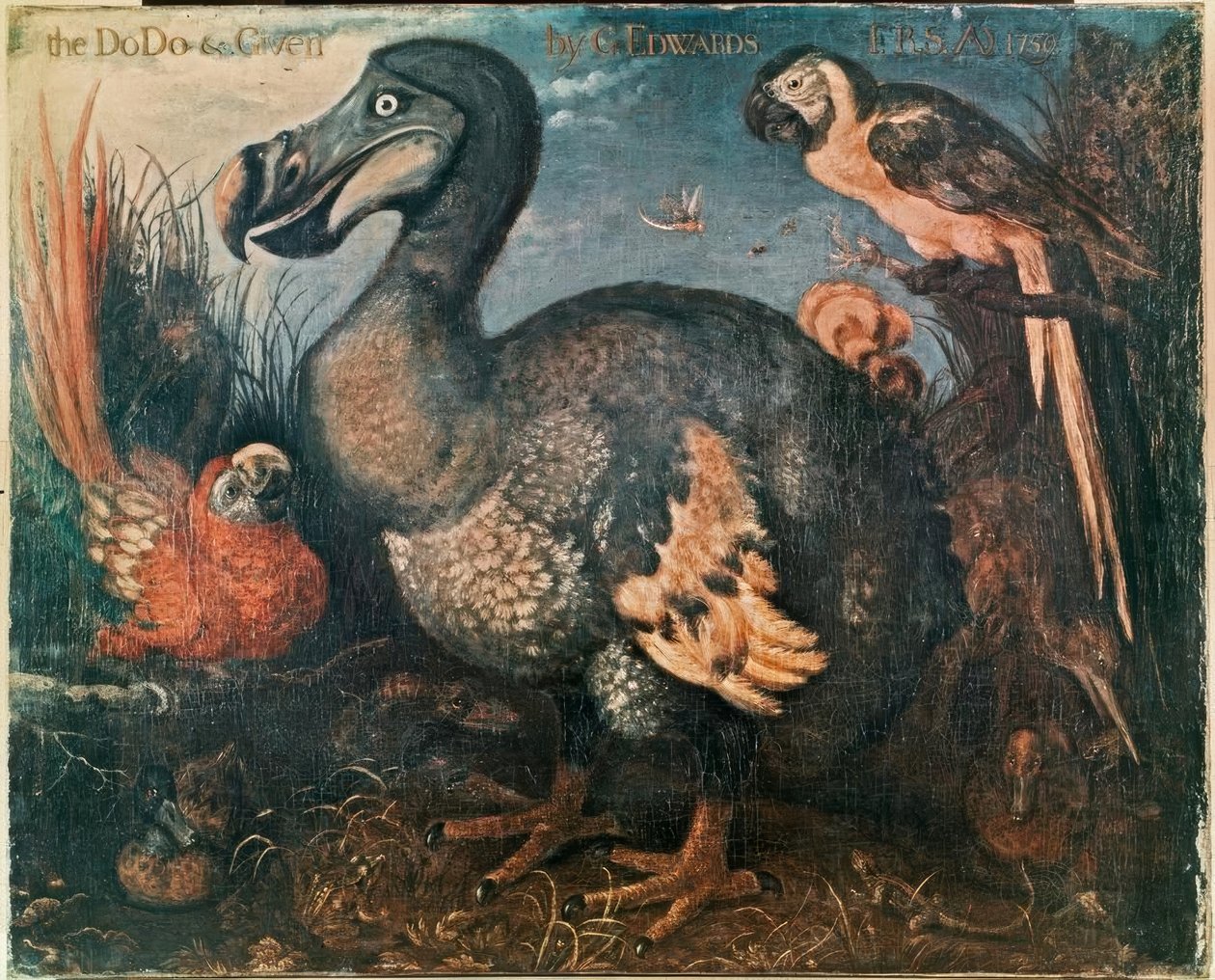 Dodo by George Edwards