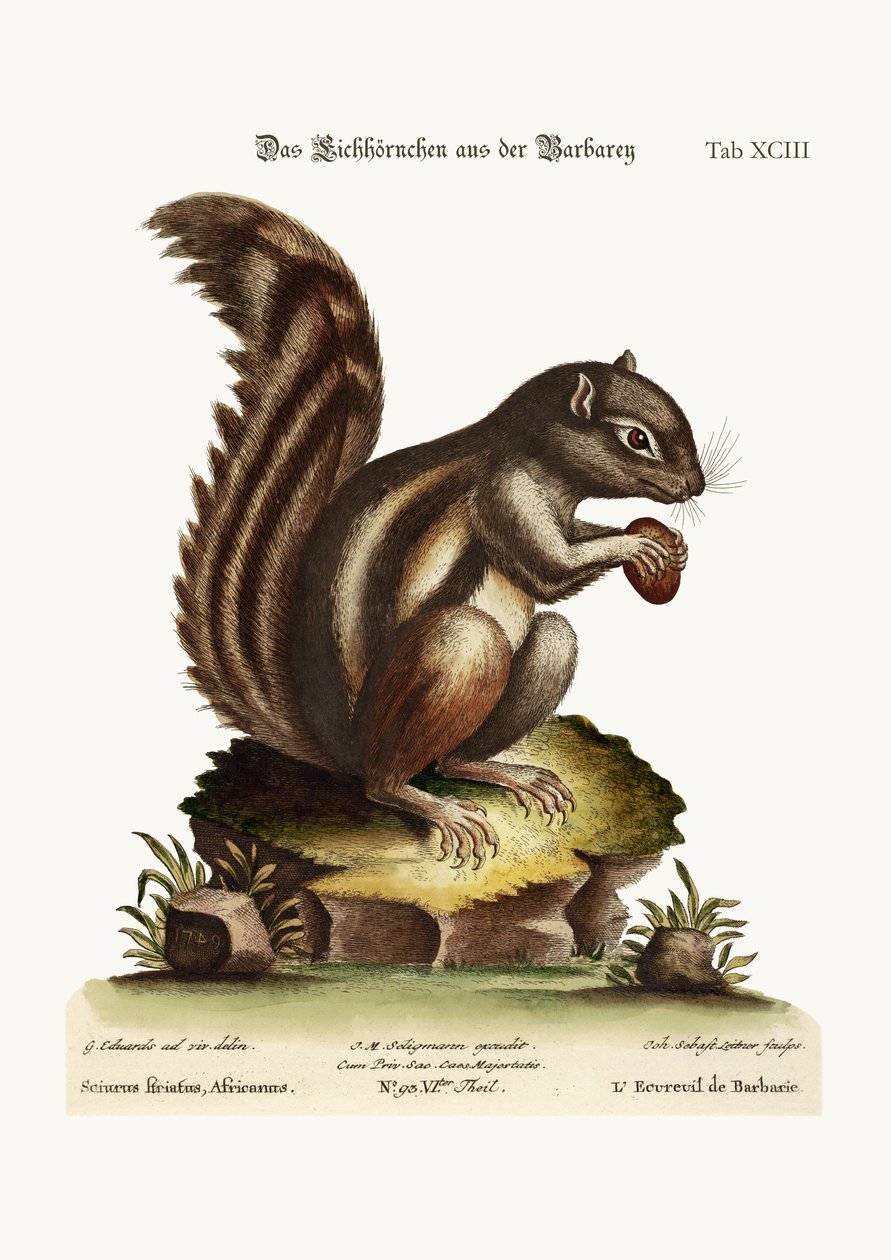 The Barbarian Squirrel by George Edwards