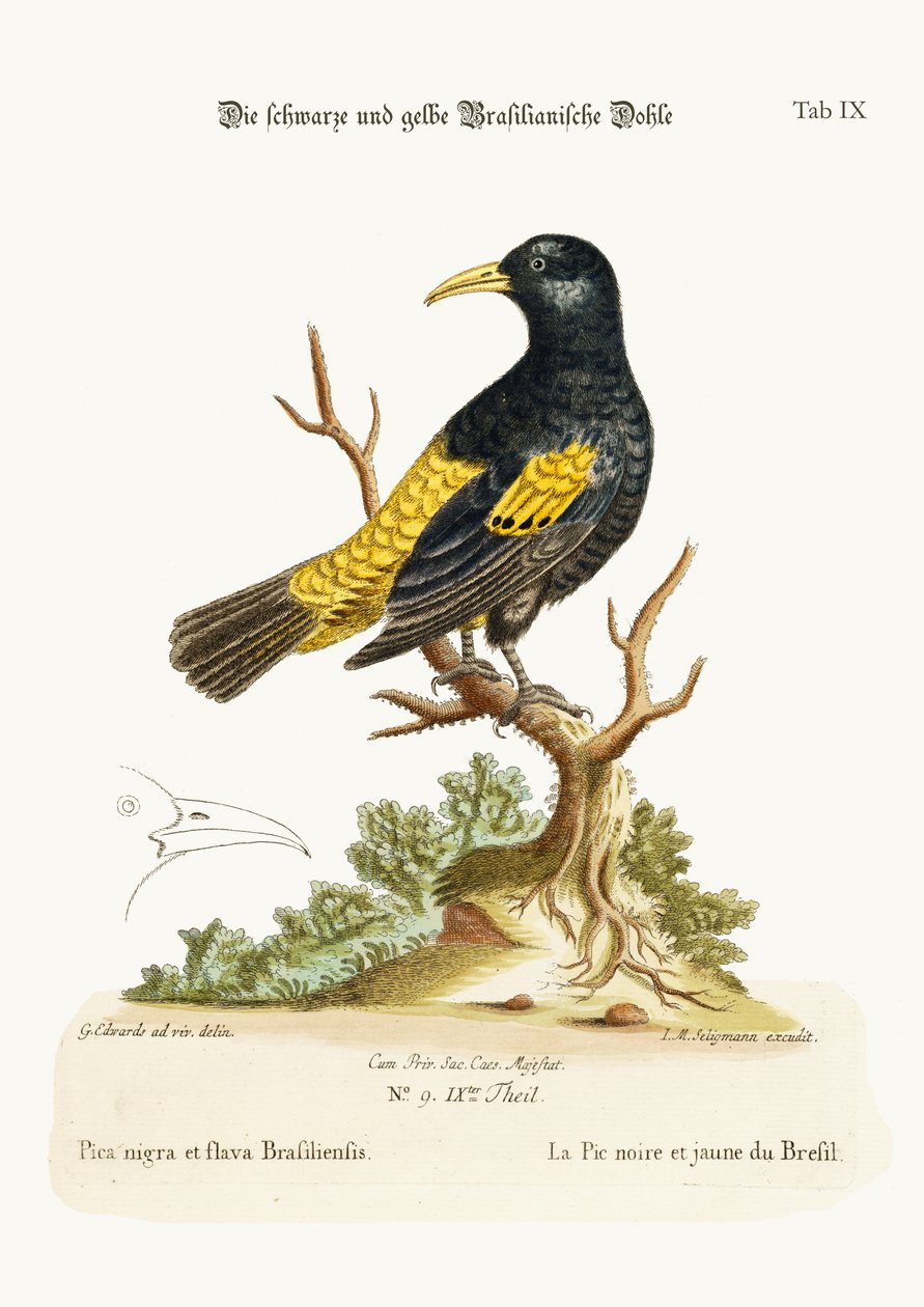 The Black and Yellow Daw of Brazil by George Edwards