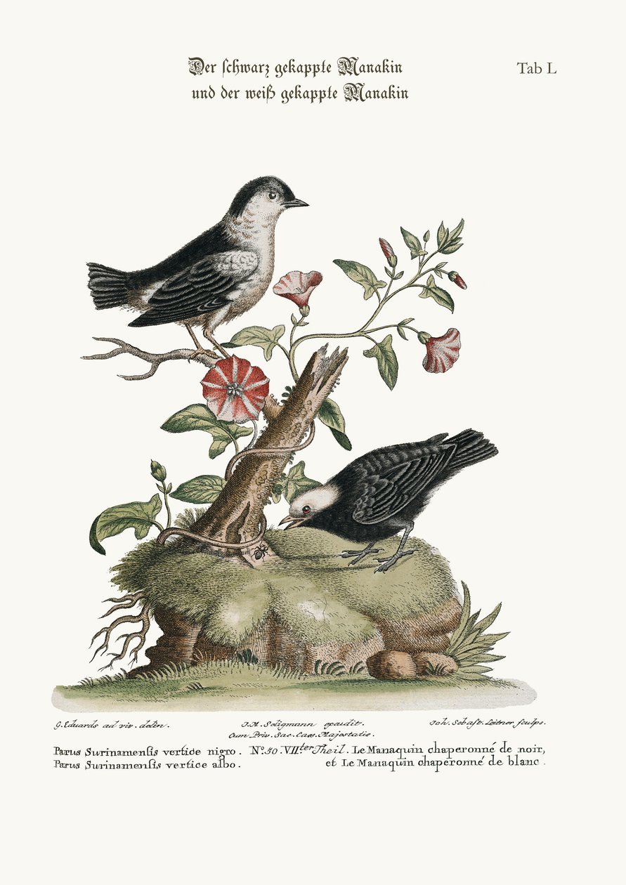 The Black-capped Manakin and the White-capped Manakin by George Edwards