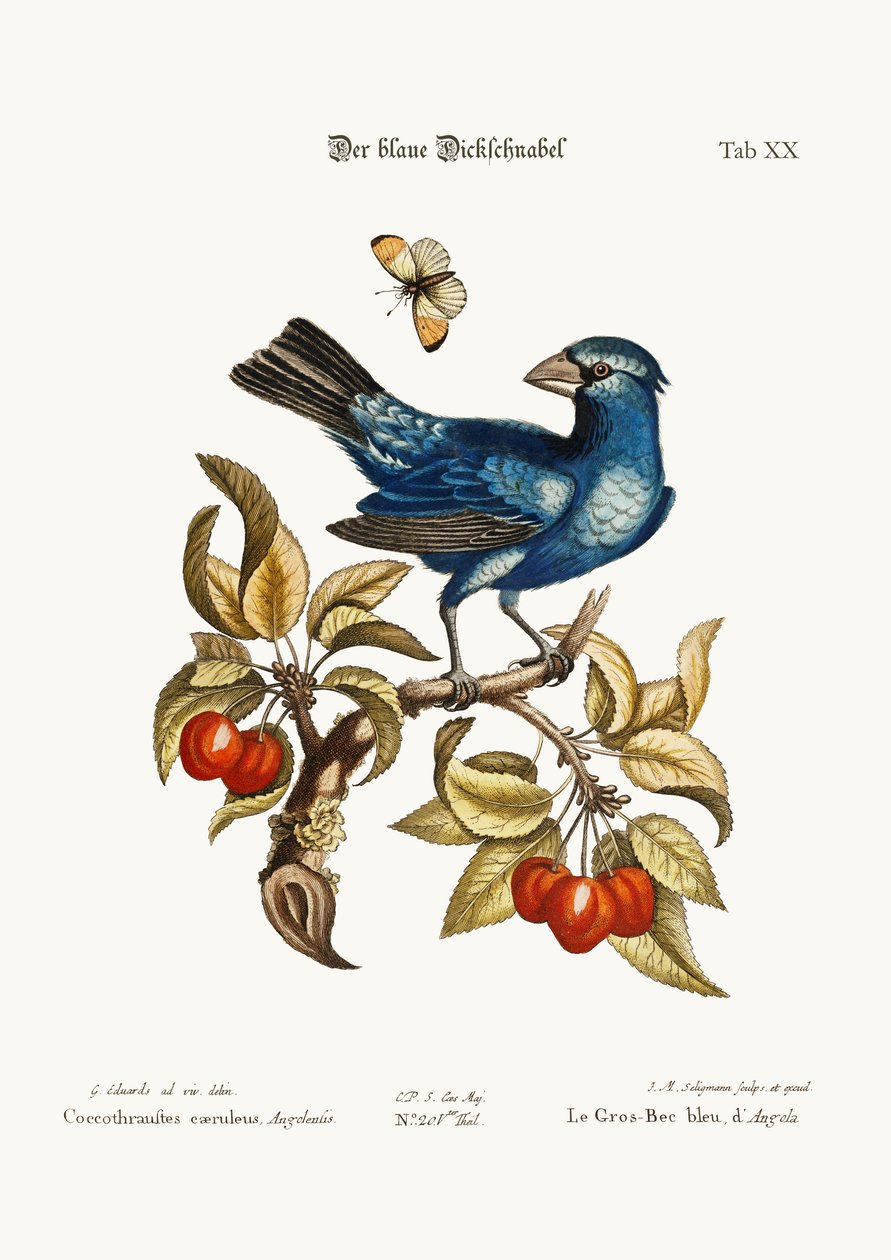 The Blue Gros-beak from Angola by George Edwards