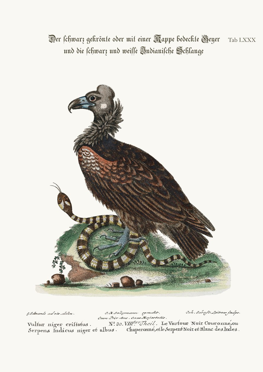 The Crested or Coped Black Vulture, and the Black and White Indian Snake by George Edwards