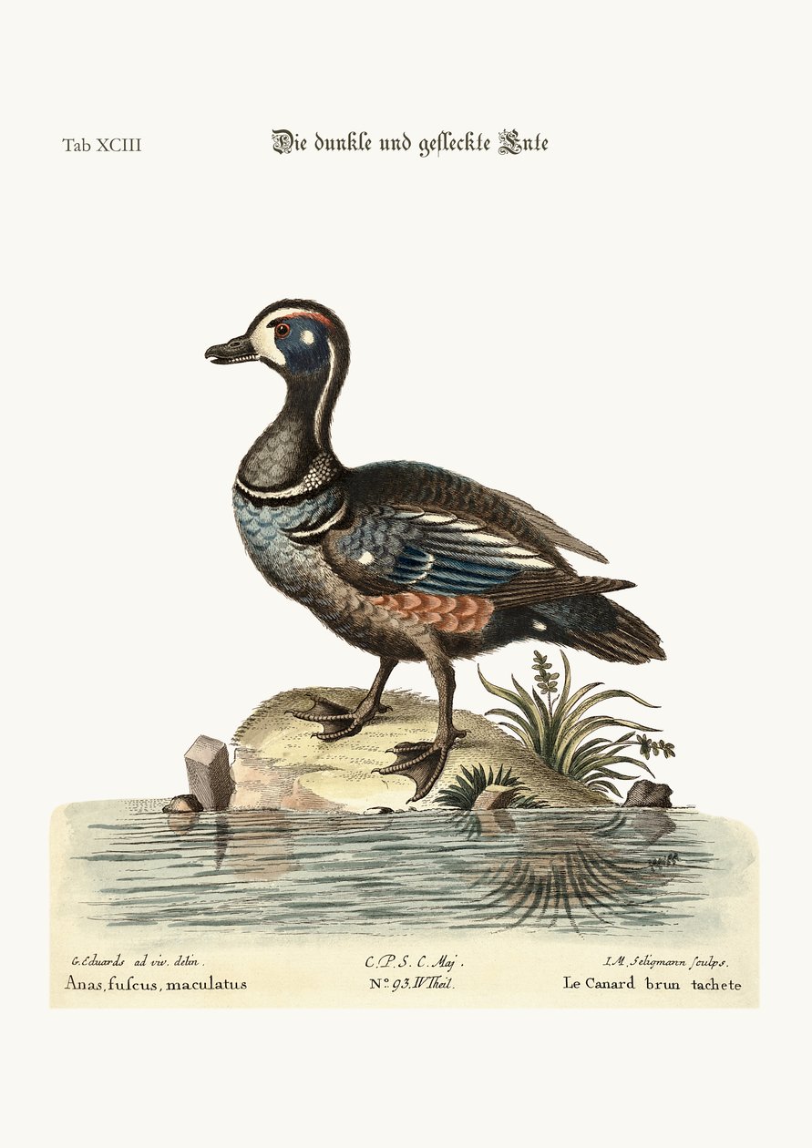 The Dusky and Spotted Duck by George Edwards